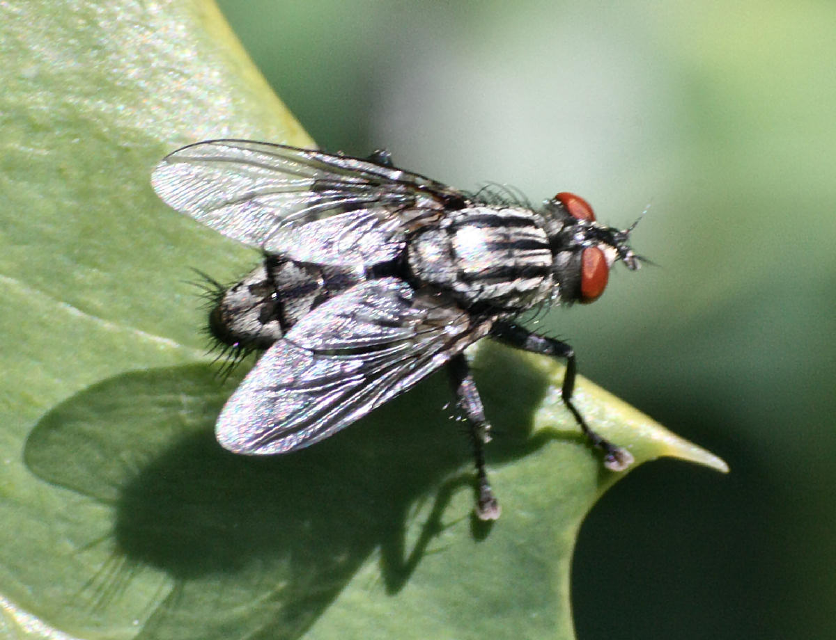 Sarcophaga sp. femmina  ??